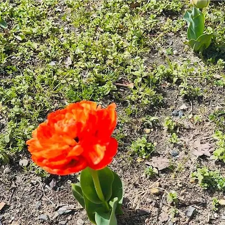 La Coccinelle Tatil Evi *